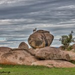 4902 Klipspringer (Oreotragus oreotragus), NE Serengeti, Tanzania