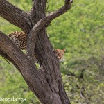 4906 African Leopard, Serengeti, Tanzania