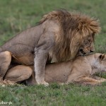 4908 Lion Pair, Serengeti, Tanzania