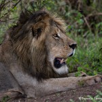 4910 Male Lion, Serengeti, Tanzania