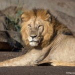 4912 Male Lion, Serengeti, Tanzania