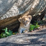 4914 Lion Cub, Serengeti, Tanzania