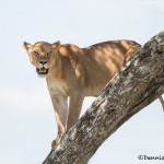 4915 Lioness, Serengeti, Tanzania