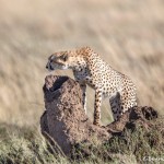 4916 Cheetah, Serengeti, Tanzania