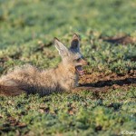 4918 Bat-eared Fox (Otocyon megalotis), Tanzania