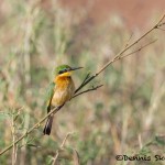 4921 Cinnamon-chested Bee-eater (Merops oreobates), Serengeti, Tanzania