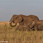 4922 African Elephants, Serengeti, Tanzania