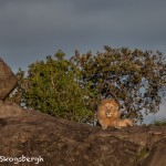 4923 Sunset, Male Lion, Serengeti, Tanzania