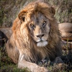 4924 Male Lion, Serengeti, Tanzania