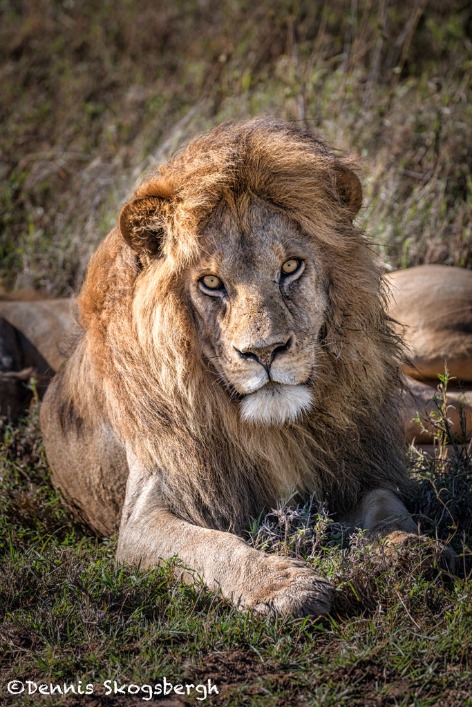 4924 Male Lion, Serengeti, Tanzania - Dennis Skogsbergh ...