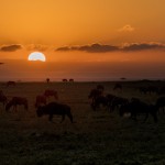 4925 Sunset, Serengeti, Tanzania