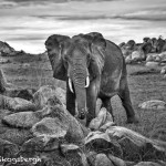 4926 African Elephant, Serengeti, Tanzania