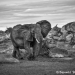 4928 African Elephant, Serengeti, Tanzania
