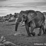4927 African Elephant, Serengeti, Tanzania
