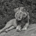 4929 Male Lion, Serengeti, Tanzania