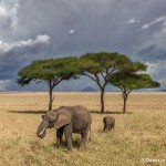 4930 African Elephants, Serengeti, Tanzania