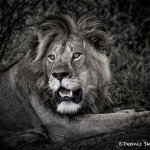 4933 Male Lion, Tanzania