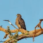 4936 Tawny Eagle (Aquila rapax), Tanzania
