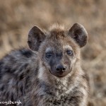 4937 Young Spotted Hyena, Ngorongoro Crater, Tanzania