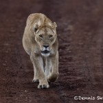 4938 Lioness, Ngorongoro Crater, Tanzania