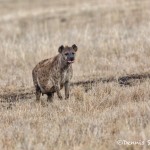 4940 Pregnant Female Hyena, Ngorongoro Crater, Tanzania
