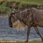 4941 Wildebeest, Ngorongoro Crater, Tanzania