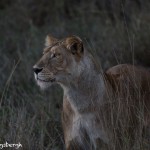 4944 Lioness Hunting at Dusk, Serengeti, Tanzania