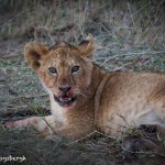 4945 Lion Cub After Wildebeest Meal, Tanzania