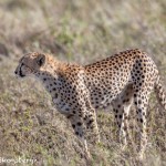 4950 Cheetah, Serengeti, Tanzania