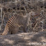 4953 Banded Mongoose (Mungos mungo), Serengeti, Tanzania