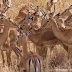 4954 Impala (Aepyceros melampus), Serengeti, Tanzania