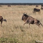 4957 Wildebeests on the Serengeti, Tanzania