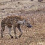 4961 Spotted Hyena, Serengeti, Tanzania