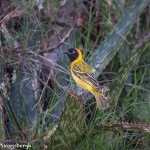 4965 Male Speke's Weaver (Ploceus spekei), Serengeti, Tanzania