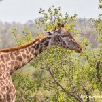 4967 Giraffe, North East Serengeti, Tanzania