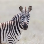 4972 Zebra, Ngorongoro Crater, Tanzania