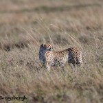 4974 Cheetah, Serengeti, Tanzania