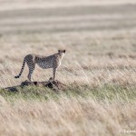 4975 Cheetah, Serengeti, Tanzania