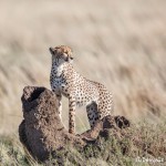 4976 Cheetah, Serengeti, Tanzania
