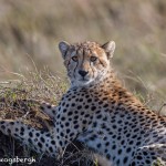 4977 Cheetah, Serengeti, Tanzania