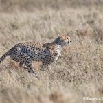 4978 Cheetah, Serengeti, Tanzania