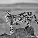 4982 Cheetah, Serengeti, Tanzania