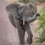 4984 Young Elephant, Ngorongoro Crater, Tanzania