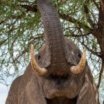 4985 African Elephant, Serengeti, Tanzania