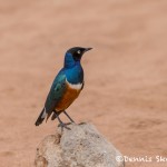 4987 Superb Starling (Lamprotornis superbus), Tanzania