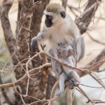 4988 Vervet Monkey Mother with Offspring, Tanzania