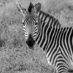 4989 Zebra, Tanzania