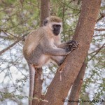 4995 Vervet Monkey (Chlorocebus pygerythrus), Tanzania copy