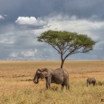 4997 African Elephants, Serengeti, Tanzania