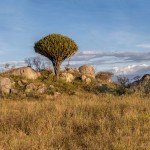 4998 NE Serengeti, Tanzania